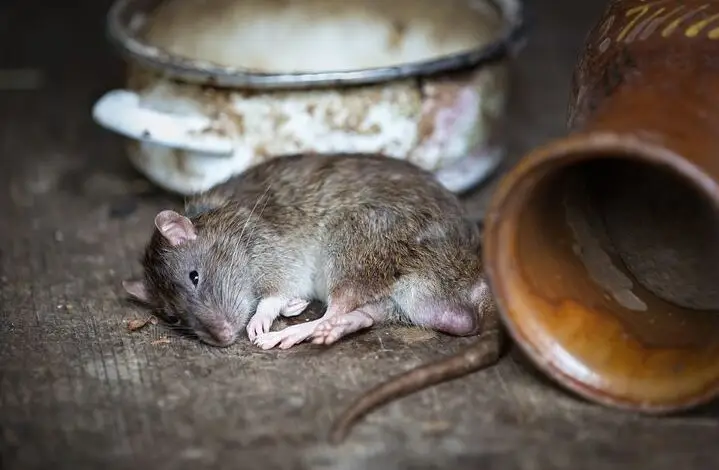 10 Jenis Racun Tikus Paling Ampuh yang Ada di Sekitarmu