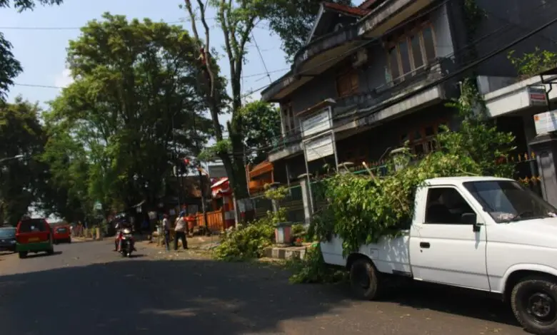 47 Pohon di Trotoar Ditebang, Warga Kepanasan