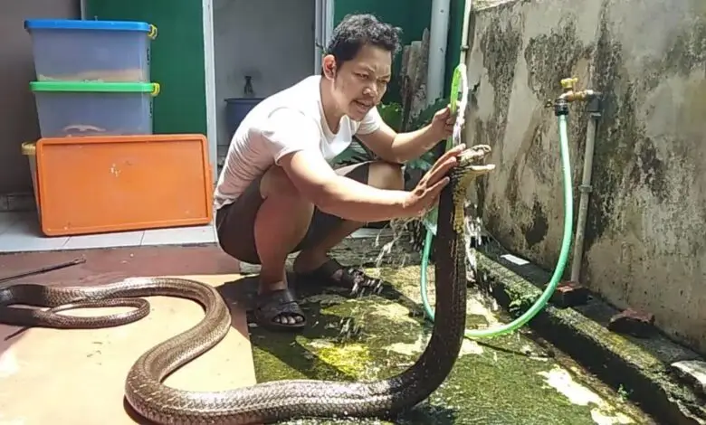 Awas Musim Hujan Ular Masuk Rumah, BankChand KorciTV Berbagi Tips