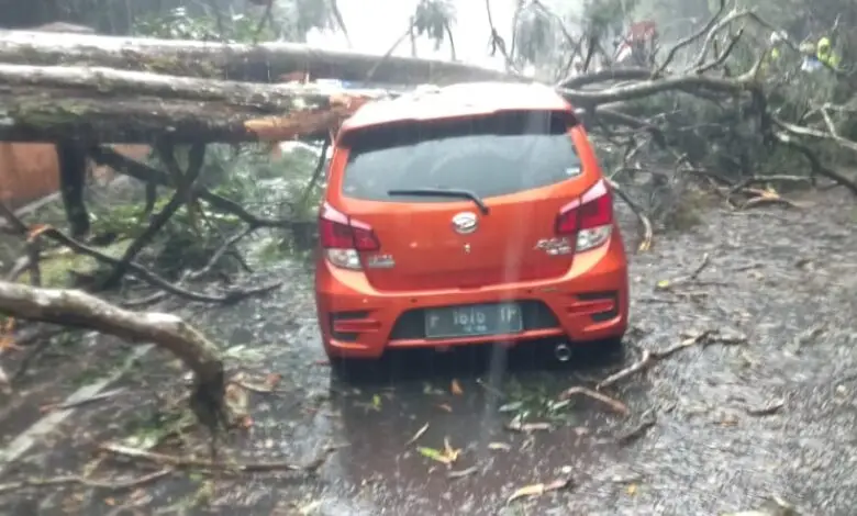 Ayla Ringsek Tertimpa Pohon Tumbang di Puncak Pass Cipanas
