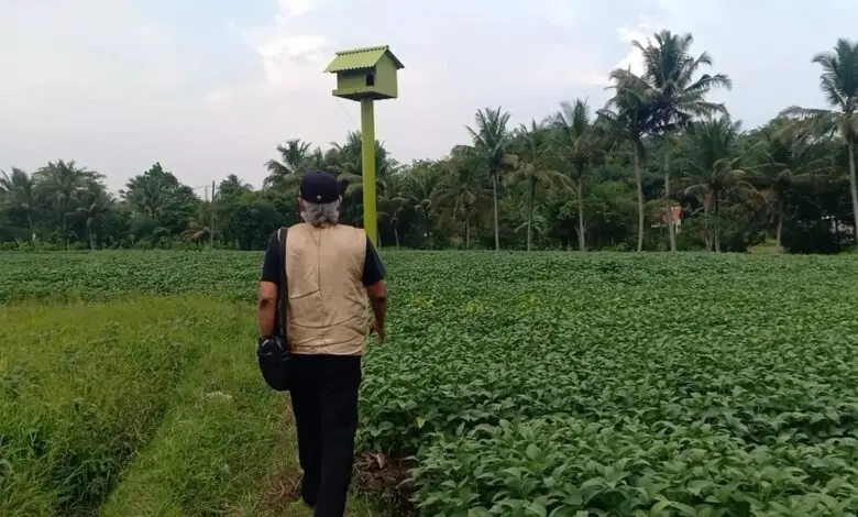 Basmi Tikus, Poktan Anugrah Ciranjang Bangun Rumah Burung Hantu
