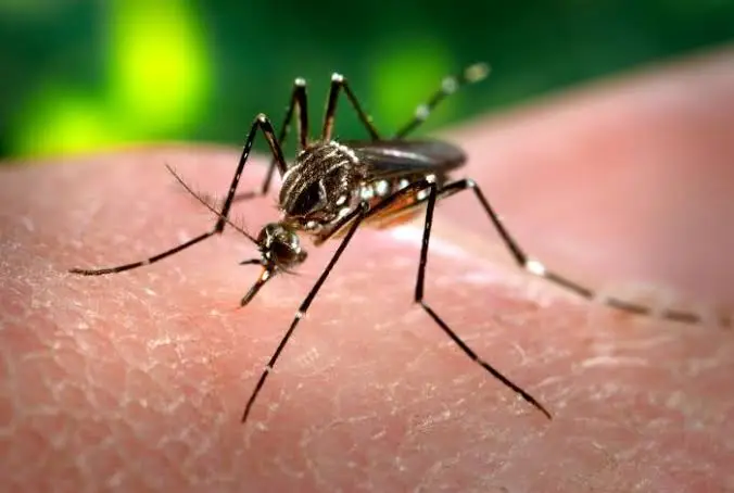Begini Cara Mengenali Gejala dan Cara Pencegahan Penyakit Chikungunya -