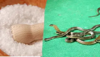 Benarkah Garam Bisa Usir Ular? Jawabannya Bikin Melongo!