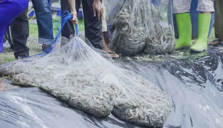 Budhy: Cianjur Masuk Potensi Prioritas Pengembangan Udang Vaname