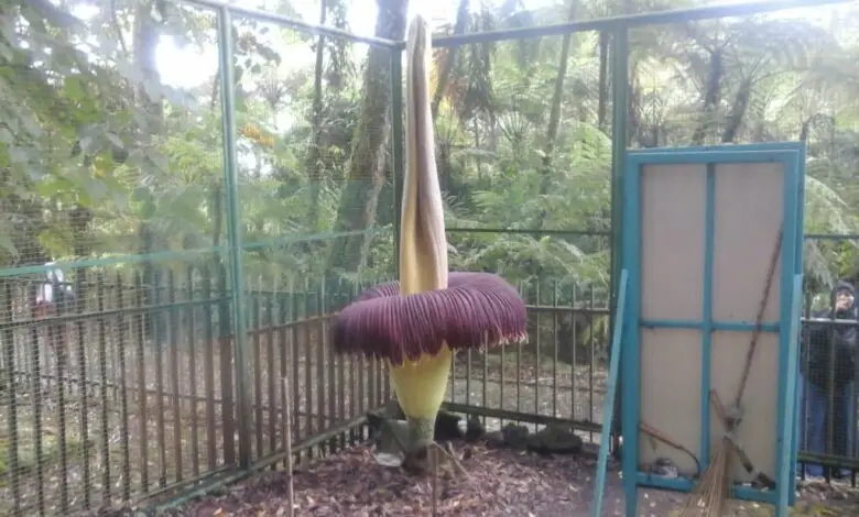 Bunga Bangkai di Kebun Raya Cibodas Mekar