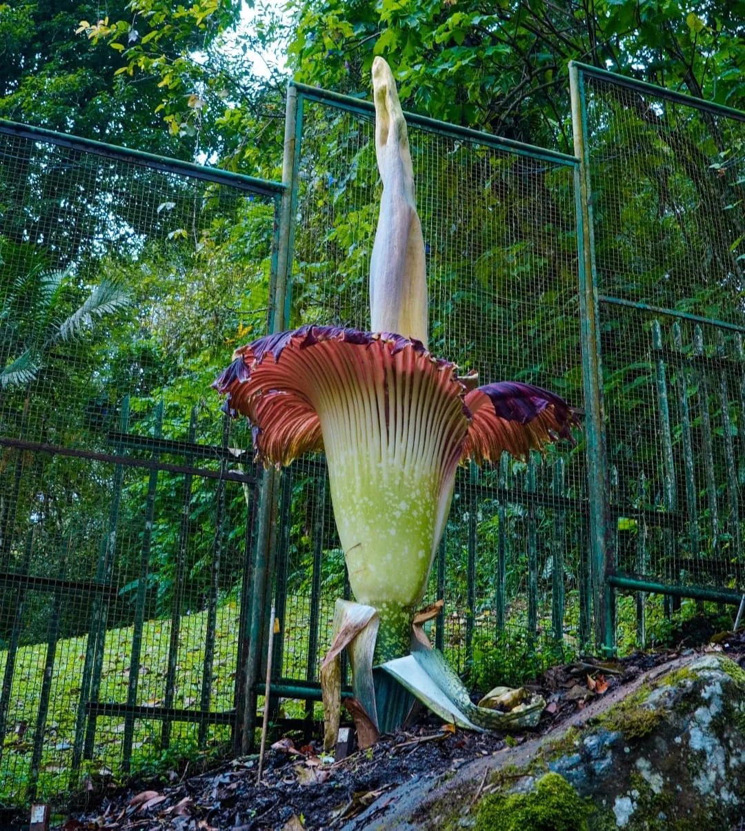 Bunga Bangkai Raksasa Mekar di Kebun Raya Cibodas, Fenomena Langka Kembali Terjadi