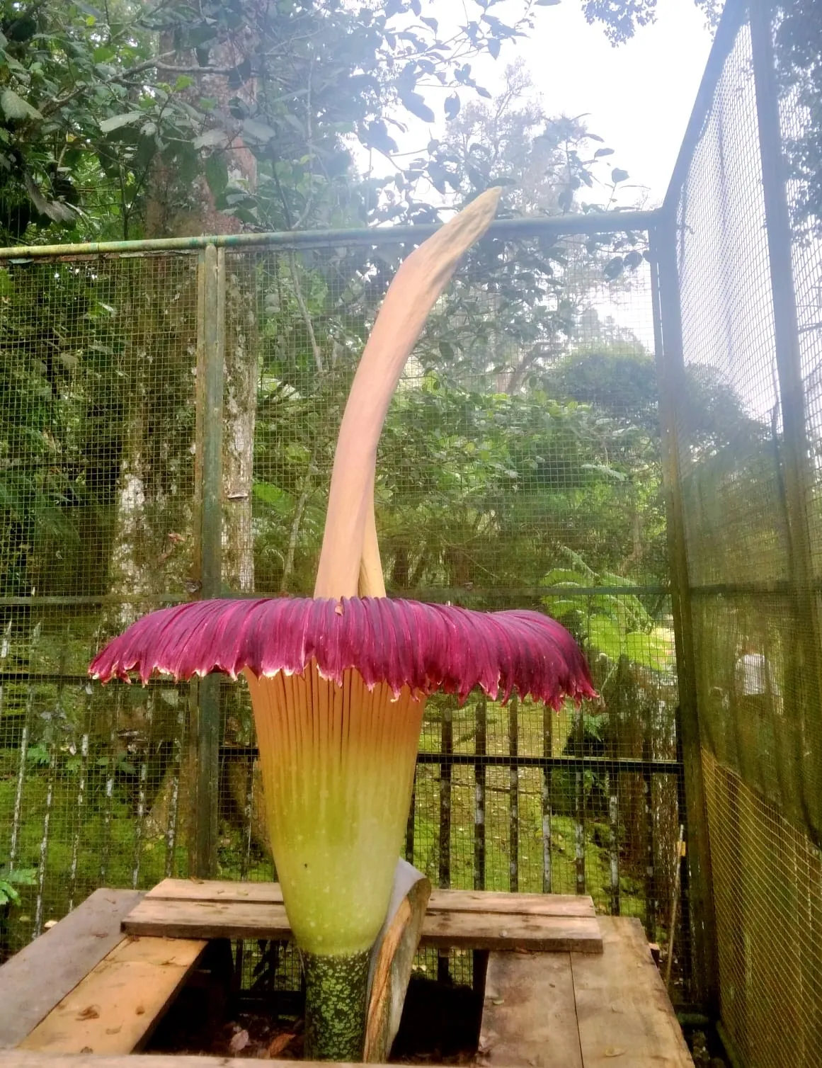Bunga Bangkai Raksasa Mekar di Kebun Raya Cibodas, Fenomena Langka yang Memikat Pengunjung