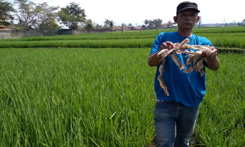 Cara Menangani Gigitan Ular, Jangan Diikat! Seperti Ini Cara yang Benar