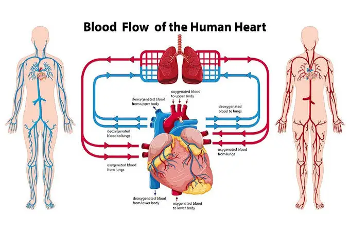 Cara Menjaga Organ Peredaran Darah Agar Tetap Sehat