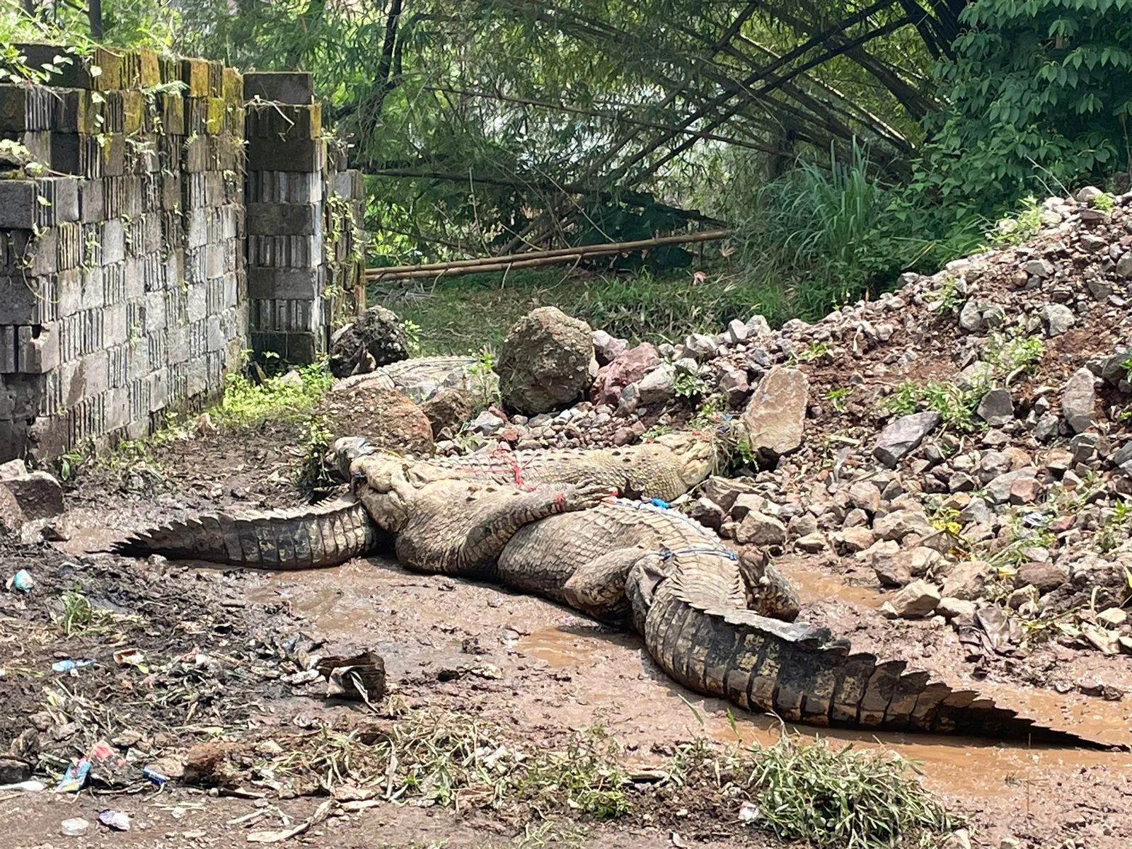 Cerita Penangkapan Buaya yang Lepas Dari Penangkaran di Cianjur, Sesulit Apa?