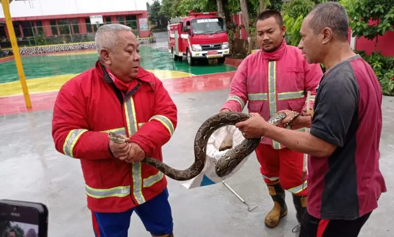 Damkar Cianjur Tangkap Ular Piton yang Ngumpet di Bawah Mesin Cuci