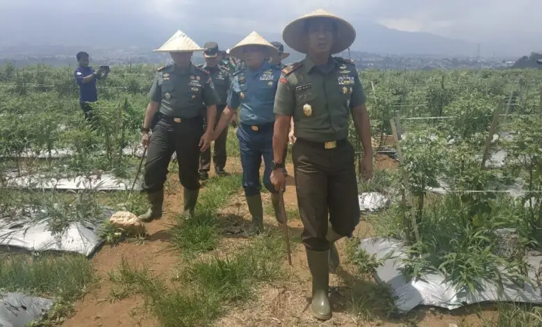 Danrem 061/SK Bersama Waaster Mabes TNI Petik Cabai di Kebun Kodim 0608