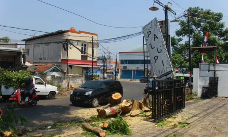 Demi Trotoar, Pohon Rindang Ditebang Herman