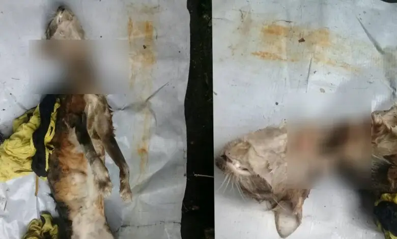 Diduga Digorok, Kucing di Cipanas Ditemukan Mati dengan Leher Sobek