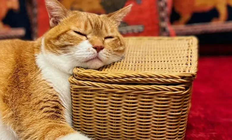 Dijamin Anti Jamur dan Kutu Berikut 5 Cara Memandikan Kucing