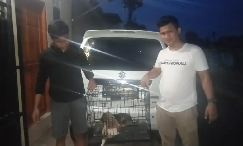 Dog Lovers Cianjur Selamatkan Dua Anak Anjing Korban Penyiksaan