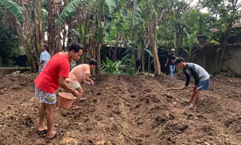 Dongkrak Ekonomi Warga, Karang Taruna Pasirnangka Manfaatkan Lahan Kosong Kelola Pertanian