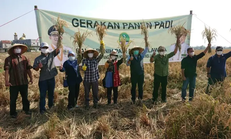 DTPH Jabar Panen Benih Padi Varietas Invari 30 di Bojongpicung