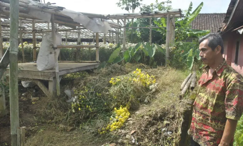 Dua Bulan Tak Laku, Petani Bunga Potong di Sukaresmi Buang Hasil Panen