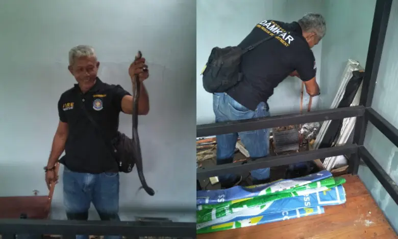 Evakuasi Ular Kobra, Damkar Cianjur Turunkan Tim Animal Rescue