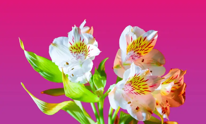Gardening Projects Help Children Flower