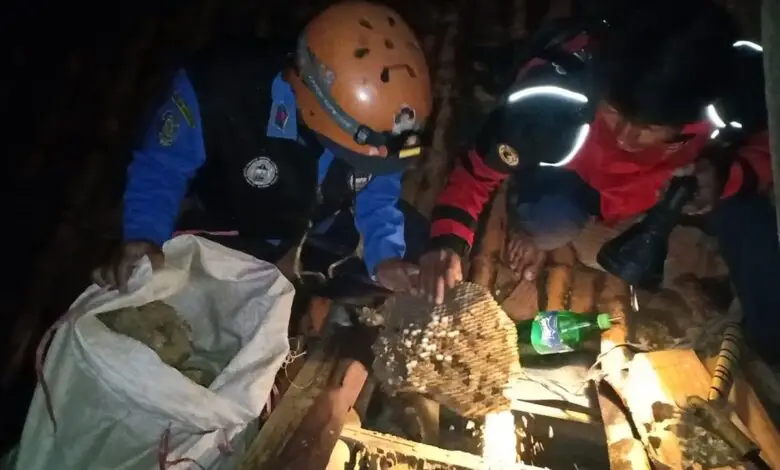 Gede Banget! Damkar Ciranjang Evakuasi Sarang Tawon Vespa di Rumah Warga