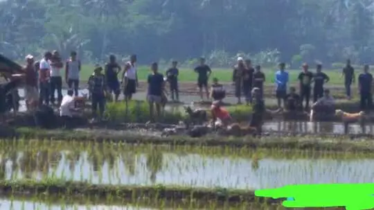 Geger, Babi Hutan Masuk Kampung di Cikalongkulon