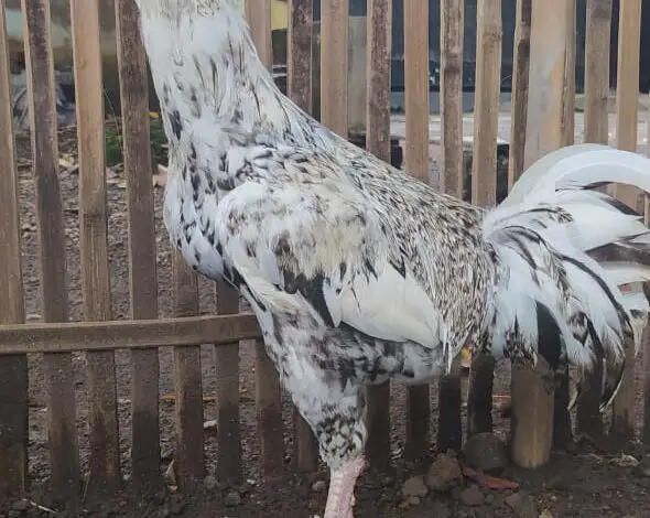Geliat Bisnis Ayam Pelung di Cianjur Mengalami Penurunan Selama Pandemi Covid-19