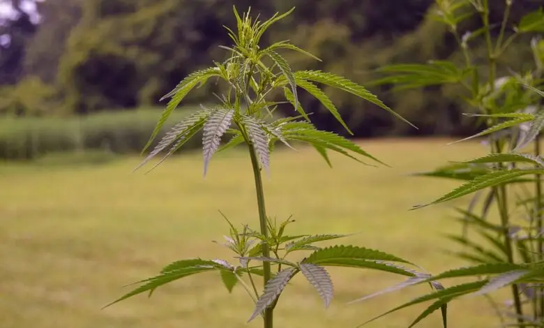 Gerakan Ini Ingin Ganja Dilegalkan, Alasannya..