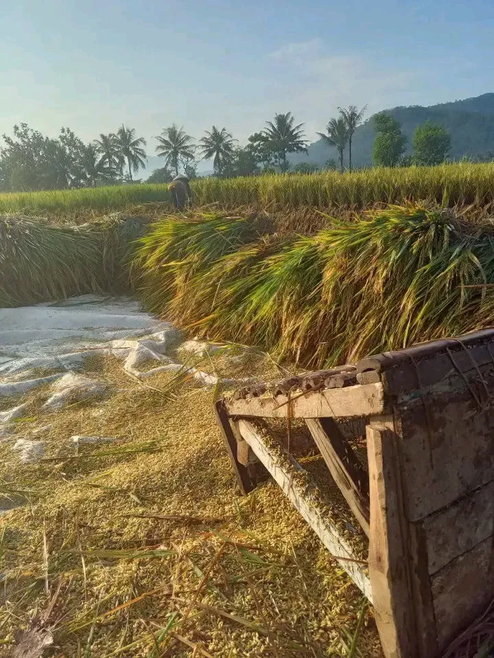 Harga Gabah Cianjur Anjlok Saat Musim Panen 2025, Petani Merugi