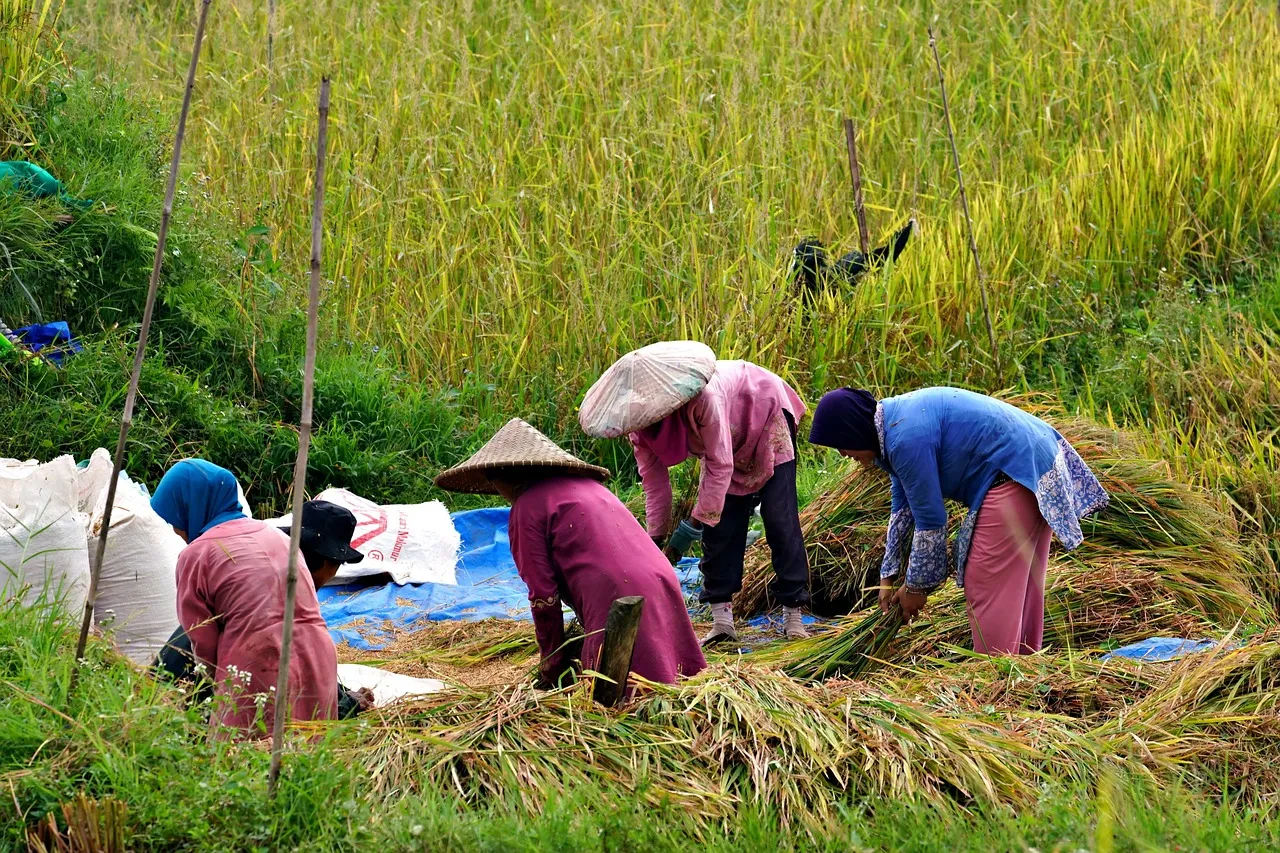 Harga Gabah di Cianjur Dijaga Rp6.500/kg, Beras Tetap Murah?