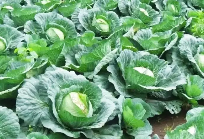 Harga Turun Drastis, Petani Sayur Kol di Kecamatan Pacet Merugi