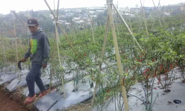 Hasil Panen Merosot, Harga Cabai dari Petani Cipanas Naik