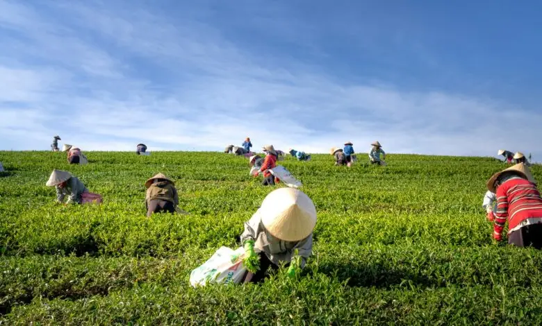Hasil Panen Petani Kena Pajak, Dedi Mulyadi Beri Respon Begini