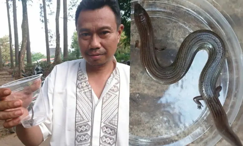 Heboh, Penemuan Hewan Mirip Ular Berkaki Empat di Haurwangi