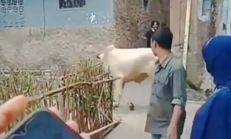 Heboh, Sapi Kurban Ngamuk di Cianjur