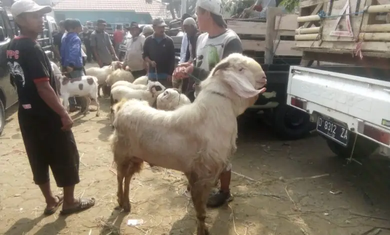 Hewan Kurban Mulai Dipantau Dislutkanak Cianjur
