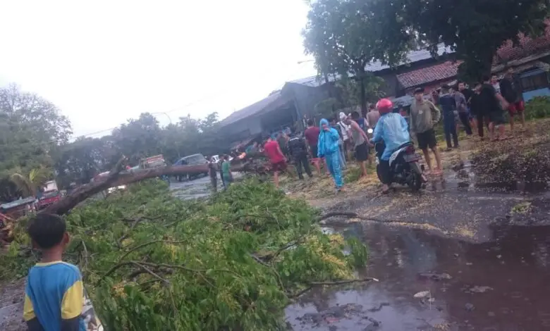 Hujan Angin, Pohon di Haurwangi Tumbang