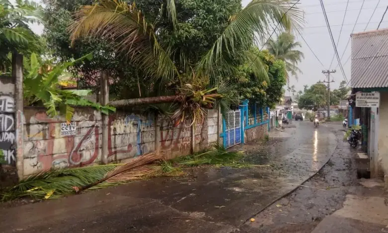 Hujan Angin, Pohon Kelapa Tumbang Blokade Jalan