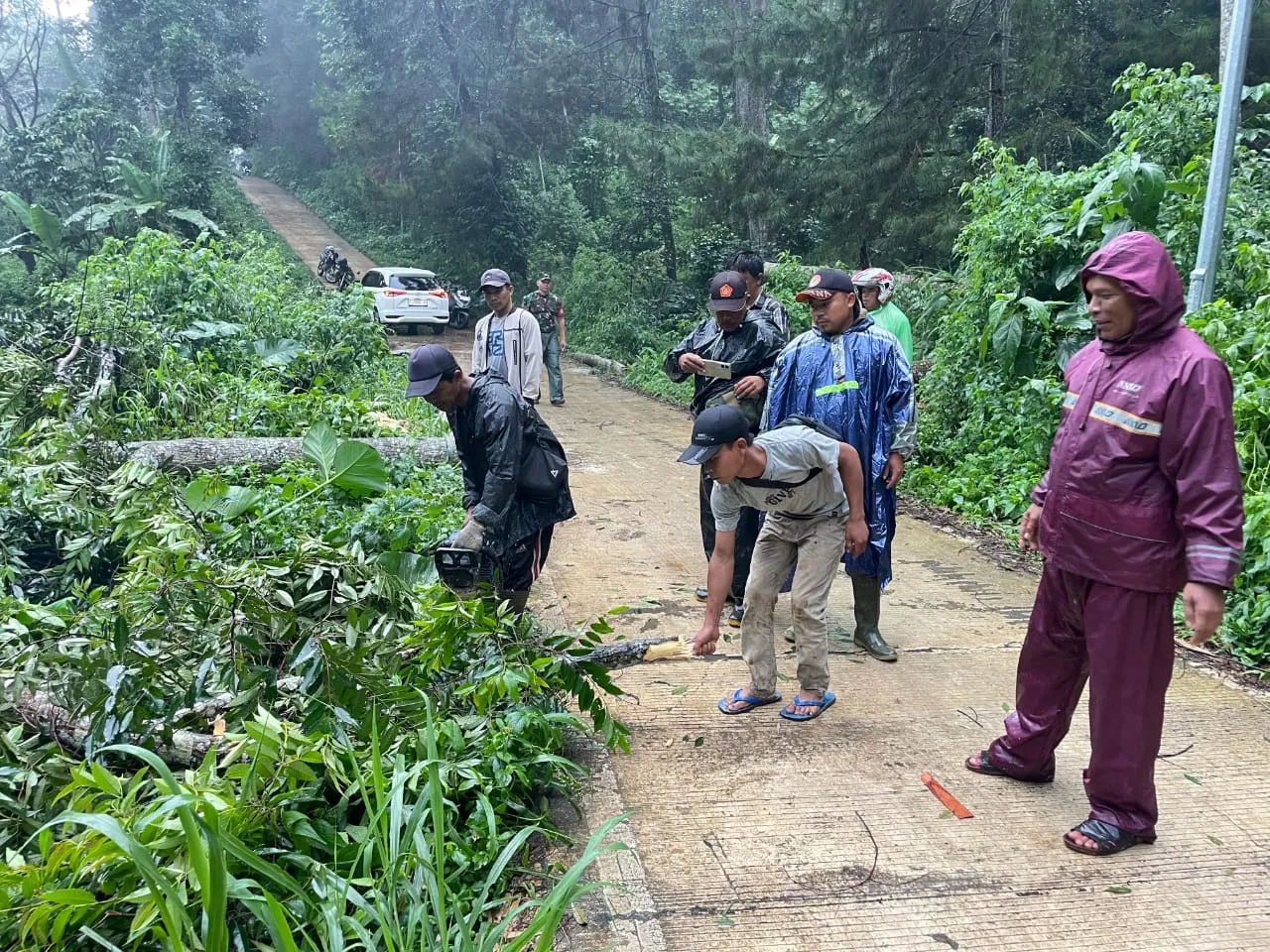Hujan Deras Angin Kencang, Pohon Besar Tumbang Tutupi Badan Jalan di Sukaresmi