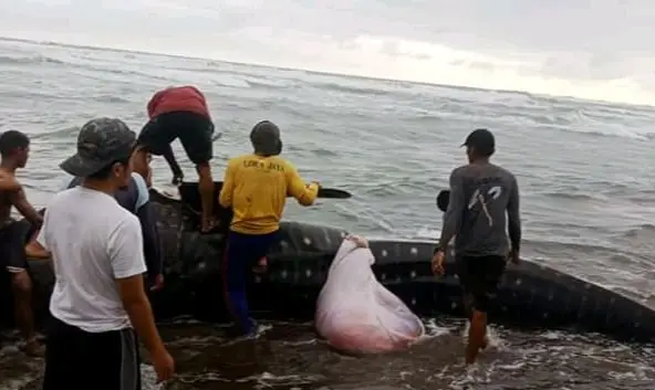 Ikan Hiu Terdampar di Pesisir Pantai Cidaun