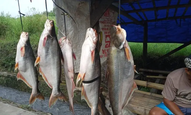 Ikan Patin Mang Ade di Jembatan Cisokan Ukurannya Panjang dan Besar