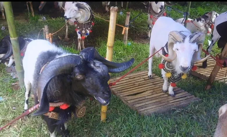 Intip Serunya Adu Ketangkasan Domba Garut di Pokland