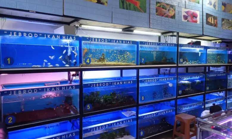 Jebrod Ikan Hias, Tempat Penghilang Stres Paling Ampuh di Cianjur