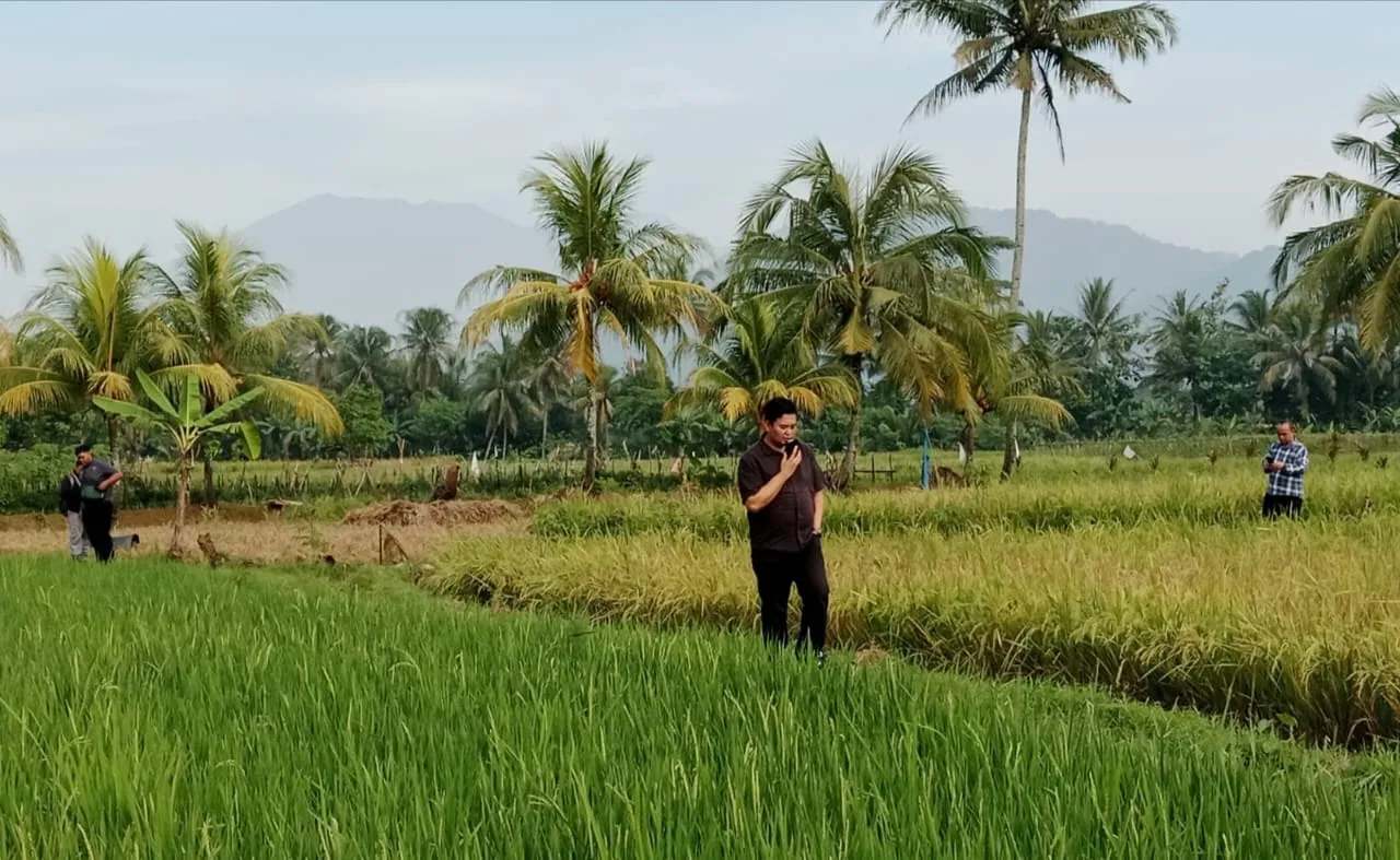 Jelang Panen, Hama Wereng Serang Pesawahan di Lima Desa Wilayah Karangtengah Cianjur