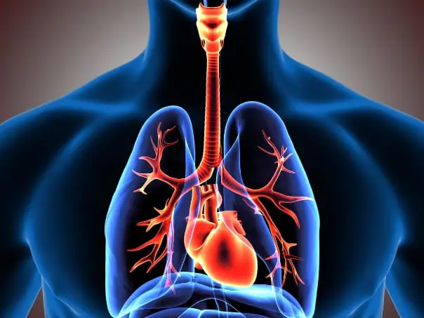 Mengenal Organ Penyusun Sistem Pernafasan Manusia Beserta Fungsinya