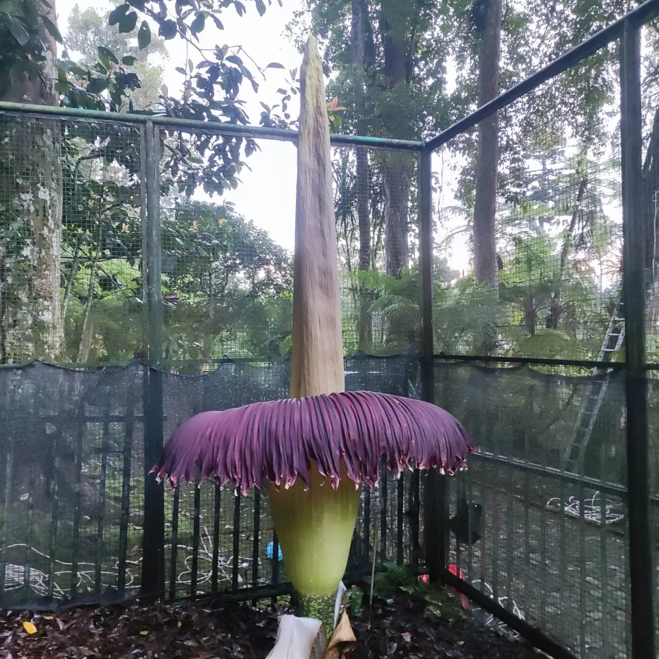 Kali Ketiga Sejak 2020 Silam, Bunga Bangkai Setinggi Tiga Meter Lebih Mekar Sempurna di Kebun Raya Cibodas