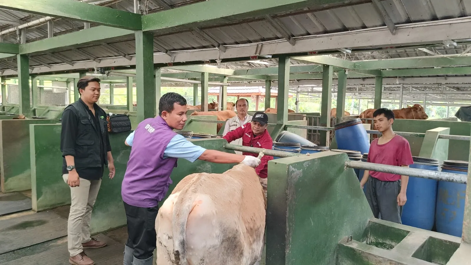 Kasus PMK di Cianjur pada Ternak Meningkat, Cuaca Ekstrem jadi Pemicu Utama