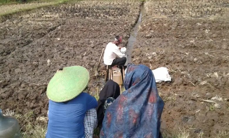 Kekeringan, Mata Air di Tengah Sawah Ini Tak Pernah Surut