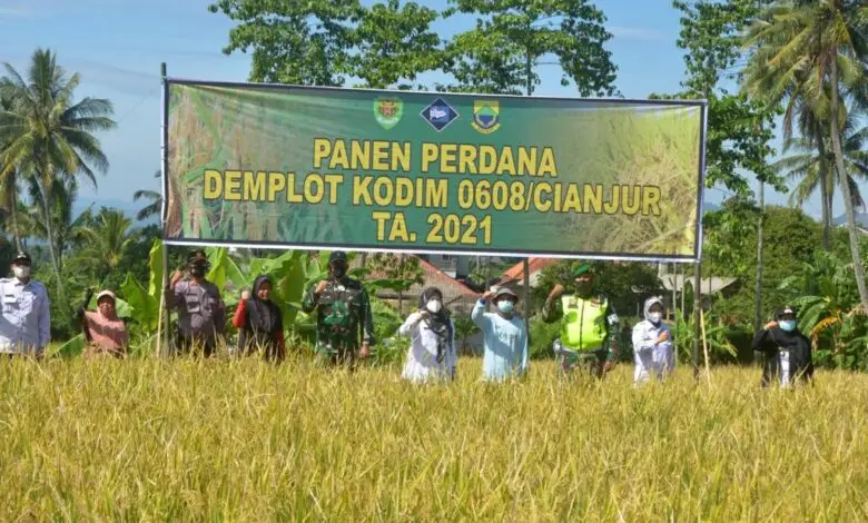 Kodim 0608 Cianjur Gelar Panen Raya Demplot Padi di Cugenang